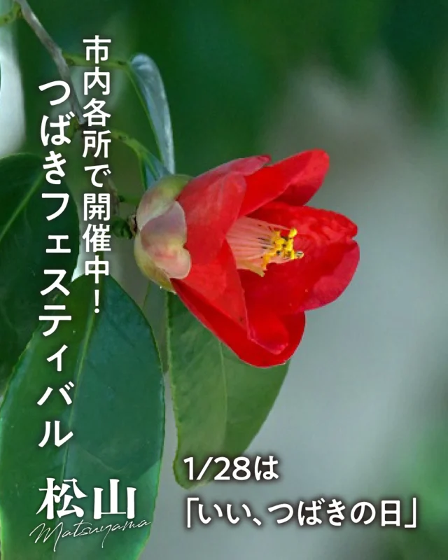.
1月28日は「いい、つばきの日」
松山市の市花「つばき」にちなんだ
イベントなどを楽しみませんか🌺
市内各所では、つばきが見ごろとなる3月末頃まで
「つばきフェスティバル」を開催中です😃

飛鳥乃湯泉では2月1日（土）・2日（日）に
「椿おもてなしフェア」を開催し、
つばきにちなんだ
ヘアケアサンプルやオリジナルお菓子の
プレゼントがあります🎁
※先着・限定数、お菓子は2/1のみ

松山市と「椿パートナー協定」を締結している、
株式会社ファイントゥデイの社員による
ハンドマッサージ体験や、
人気商品を自由にお試しいただける
湯上がり体感会も実施！🌟
お菓子プレゼントと湯上がり体感会は、
2階休憩室利用者限定です✨
また、中庭のつばきの森では、
「椿ランタン」のライトアップをしています。

この機会にぜひ利用してみてください♪

子規記念博物館では2月5日（水）〜24日（月・振休）、
名花「子規」と「律」を特別公開🌺

萬翠荘（ばんすいそう）でも2月19日（水）〜23日（日）
「第49回伊予つばき名花展〜萬翠荘展〜」として
鉢物や切り花などが展示されます。

この時期ならではのつばきのおもてなしを
楽しみましょう！
—————————
愛媛県松山市の観光情報を発信中！♪
フォローはこちらから↓
@matsuyama_sightseeing
—————————
#traveljapan #japantrip #travel #traveling #shikoku #shikoku_trip #setouchimatsuyama #ehime #matsuyama #愛媛 #松山 #愛媛旅行 #愛媛観光 #四国旅行 #四国 #松山観光 #松山市 #松山旅行 #道後 #飛鳥乃湯泉 #子規記念博物館 #萬翠荘 #つばきフェスティバル　#伊予つばき名花展#つばきおもてなしフェア