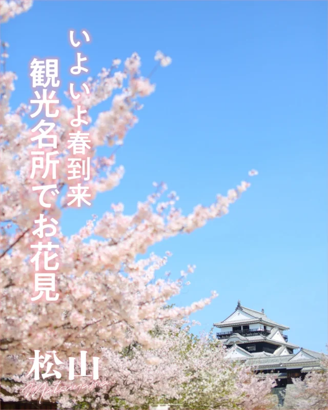 .
🌸いよいよ春到来🌸
松山の観光名所でお花見を楽しみませんか🌸🍡

🌸標高132ｍの松山城でお花見🌸

現存12天守の１つを有する「松山城」では、
ソメイヨシノなど
約200本の桜が迎えてくれます✨
桜のライトアップは
4月13日（日）まで実施されるので、
夜桜散策も楽しめます🌸🌕

本丸広場から望む
市街地の風景は夜景の名所としても有名なので
夜桜と夜景、両方堪能できます🌃

🌸街なかの公園でお花見🌸

道後公園は、電停「道後公園駅」からすぐ、
道後温泉本館からも近い桜の名所🌸
ソメイヨシノなど約300本の桜が見られ、
園内を散策する人たちでにぎわいます！

夜にはライトアップも楽しめ、
昼間とは違った風景が広がりますよ✨
満開の桜の木の下で、家族や仲間で
お弁当を食べながらのお花見もいいですね🌸🍡

—————————
愛媛県松山市の観光情報を発信中！♪
フォローはこちらから↓
@matsuyama_sightseeing
—————————
#traveljapan #japantrip #travel #traveling #shikoku #shikoku_trip #ehime #matsuyama #setouchimatsuyama #愛媛 #松山 #愛媛旅行 #四国旅行 #松山観光 #松山旅行 #松山城　#道後公園 #桜 #お花見 #夜桜 #ライトアップ